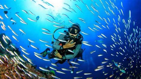9 Best Places For Scuba Diving In Goa Honeymoon Bug