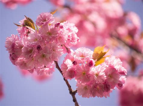 Spring Sakura Blossom Trees Stock Image Image Of Purple Cherry