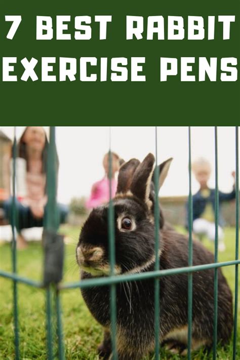 Best Rabbit Exercise Pens Rabbit Pet Bunny Pets