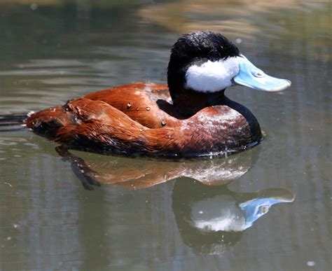 Ruddy Ducks—leading A Double Life This Birding Life