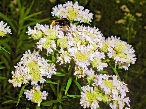 1000 Pycnanthemum Virginianum Virginia Mint Mountainmint