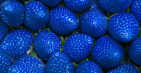 Fact Check Are Blue Strawberries Real