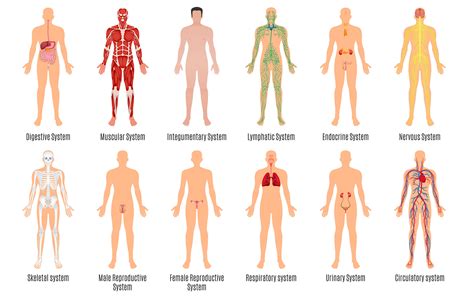 It is widely believed that there are 100 organs; 2a1 Organ Systems - HumanBio