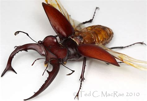 Majestic Stag Beetle Discover North Americas Largest Beetle