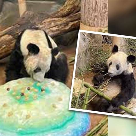 Party Time Millions Watch Farewell For Giant Panda Ya Ya In Us As She