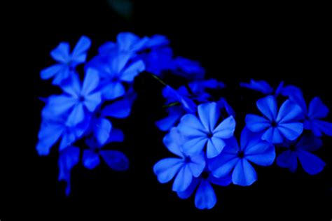 blue flowers  stock photo public domain pictures
