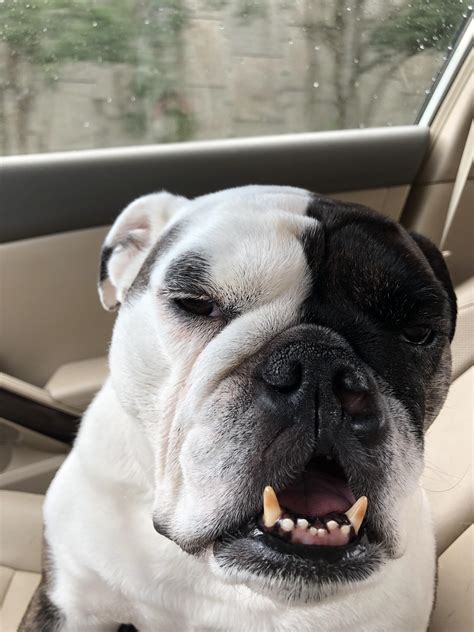 Our Bulldog Got Her Teeth Cleaned Today She May Be “a Little Stoned