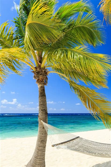 Tropisch Paradies Meer Strand Palmen Hängematte Sommer 3840x2160