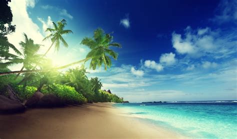 4k palm trees island paradise ocean summer palm trees beach illustration sun vacation