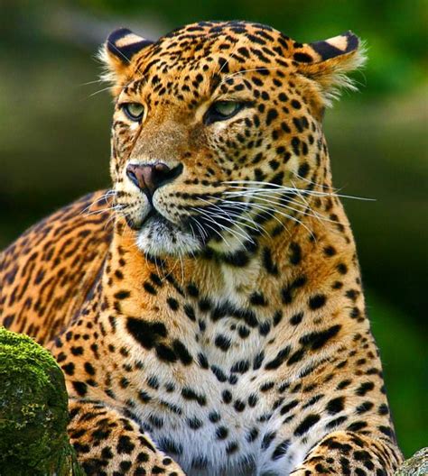 The Beautiful Sri Lankan Leopard Is Endangered There Are Less Than 250