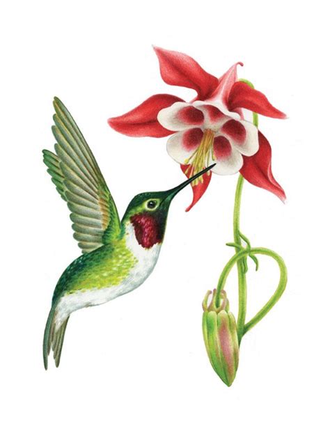 Ruby Throated Hummingbird Illustrations Pencil Wildlife Illustrations