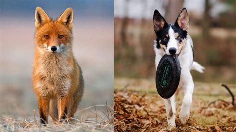 Can Foxes Breed With Dogs Information And Facts Exotella