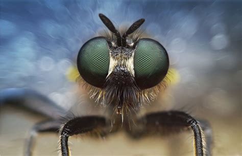 Makrofotografie Insekten In Der Nahaufnahme DER SPIEGEL