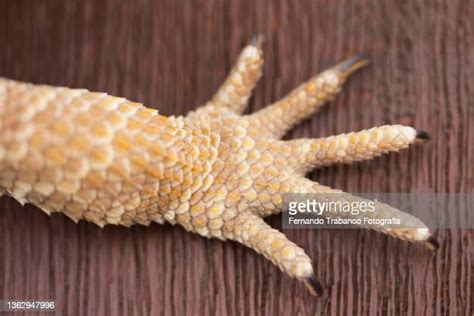Animal Hands Photos And Premium High Res Pictures Getty Images