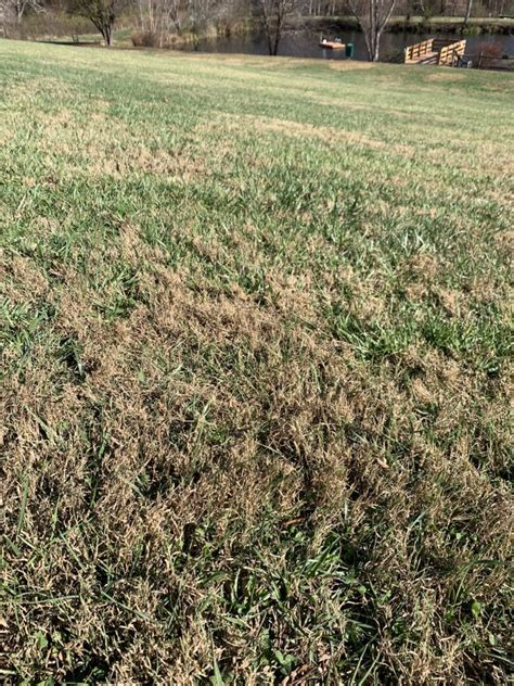 Pest Alert Bermudagrass In Fescue Lawns Nc Cooperative Extension