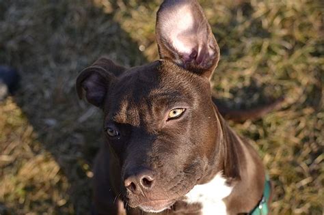 Taco Is An Adorable 5 Month Old Female Pittie Puppy Looking For Her