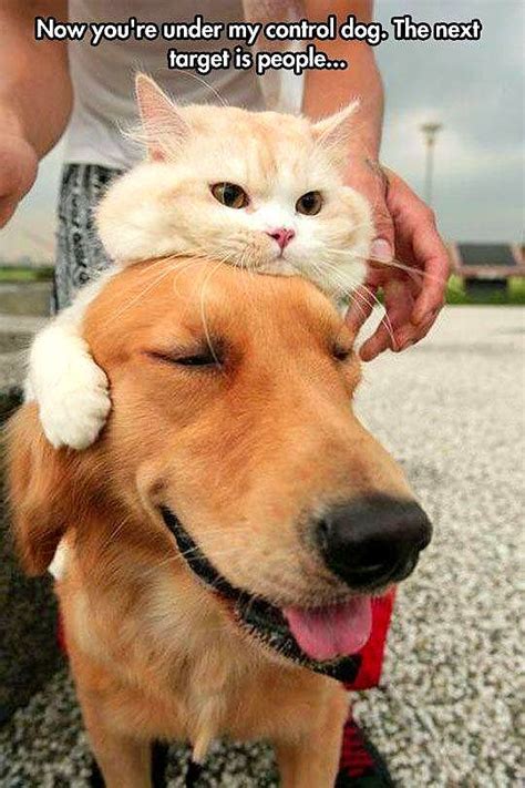 Dogs Wearing Cat Hats