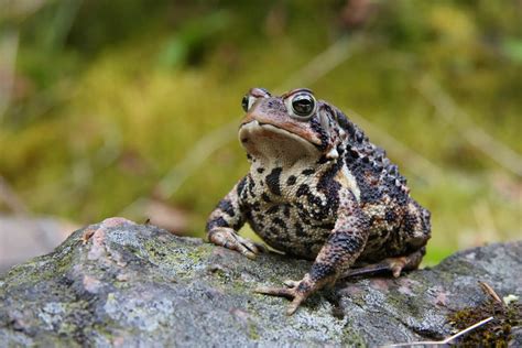 11 Types Of Toads 4 Is Surprisingly Beautiful