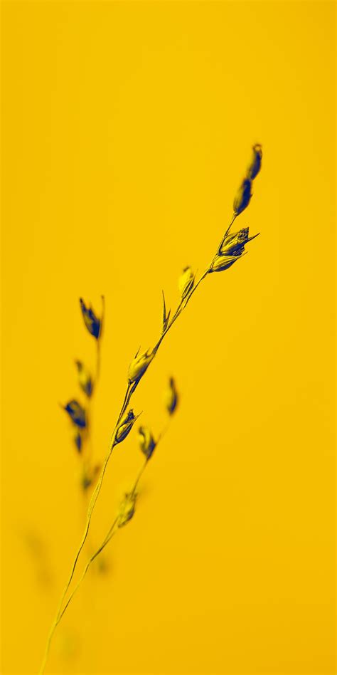 95 Wallpaper For Iphone Yellow For Free Myweb