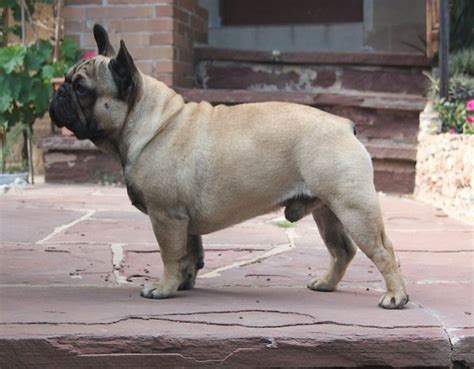 Our goal is to improve the breed with each. French Bulldog - Wikipedia