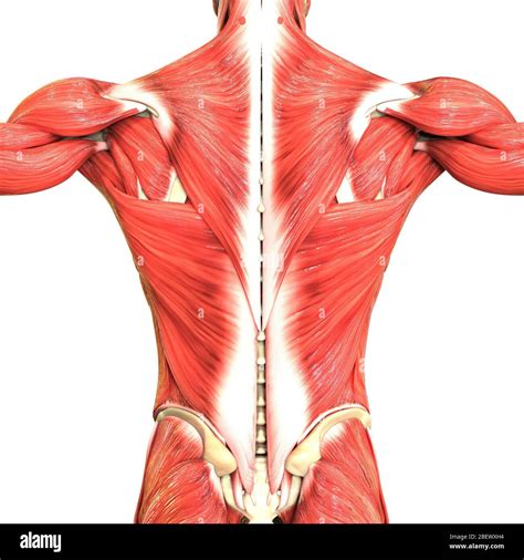 Anatomie Du Système Musculaire Humain Photo Stock Alamy