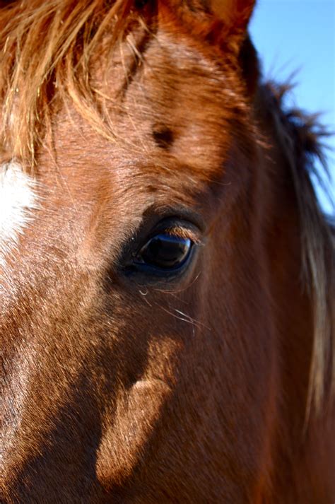 Horse By Abbey Leis Photography Horse Photography Horses Horse Art