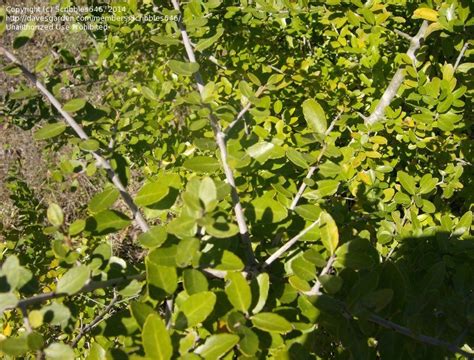 Plant Identification Closed East Texas Thorn Trees 4 By