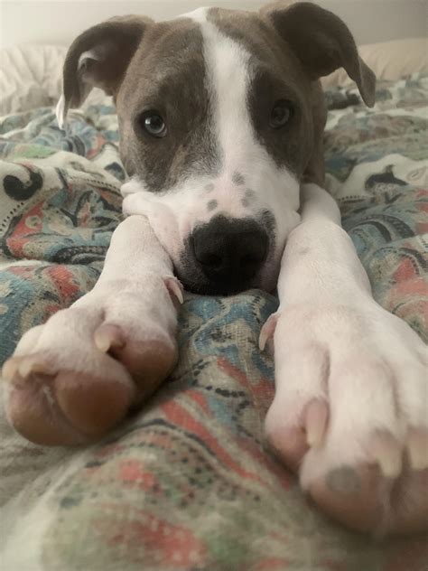 6 Month Old Pit Dane Would Like For You To Touch His Feet R Pitbulls