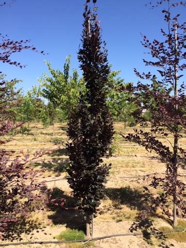 Red Obelisk Beech Tree Profile By Kuenzi Turf And Nursery