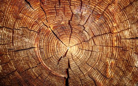 40 Wood Hd Wallpapers And Backgrounds