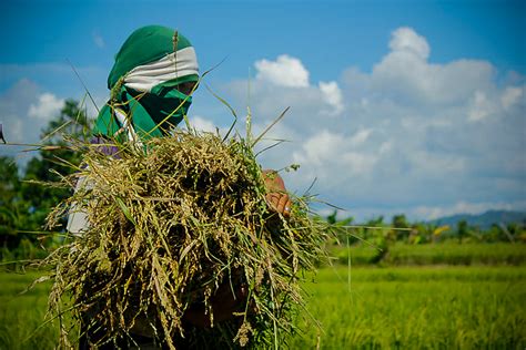 Rice Production On Track To Another Record Harvest Official Portal Of The Department Of