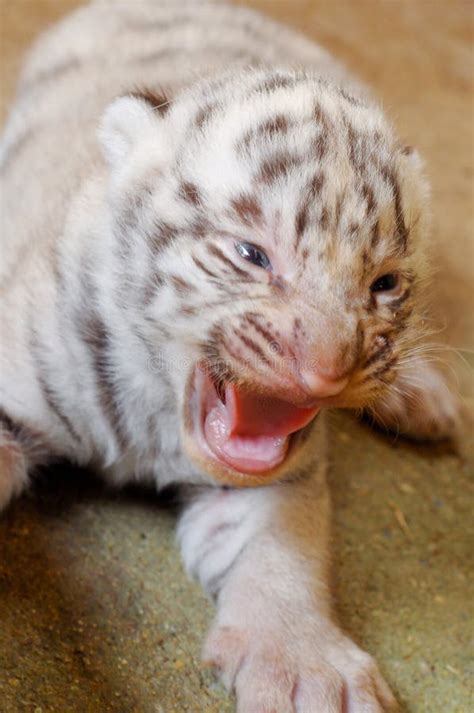 White Bengal Tiger Cub Stock Photo Image Of Group Furry 34943362