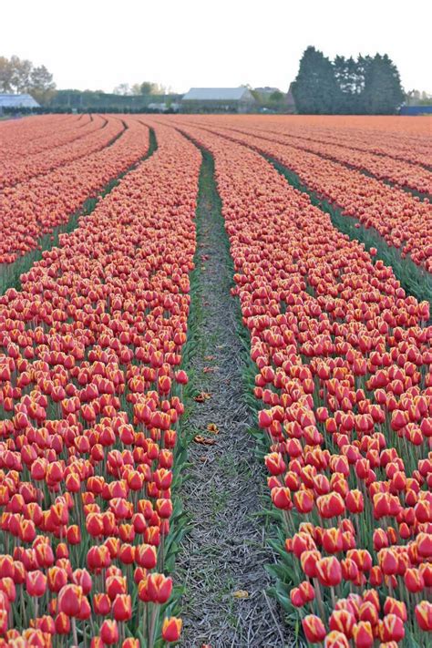 Pin By Katherine Baron On Flower Power Bulb Flowers Flower Farms Tulips