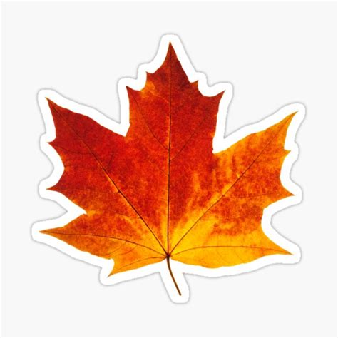 Autumn Maple Leaf Sticker For Sale By 6hands Redbubble