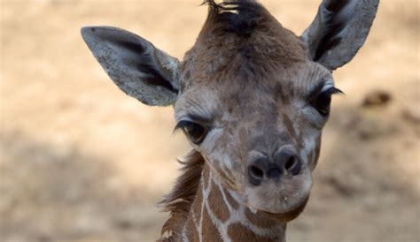 Buscan Nombre Nace Jirafa Bebé En El Zoológico De Chapultepec