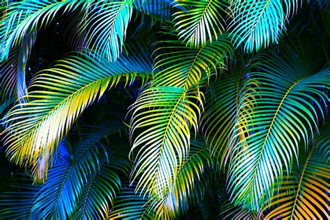 Large Palm Leaf Wallpaper Wallpapersafari