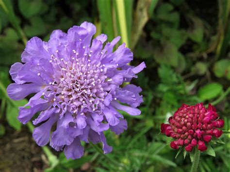 Scabiosa Flowers A Photo On Flickriver
