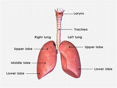 Lungs Labelled Respiratory System Respiration Lung Breathing