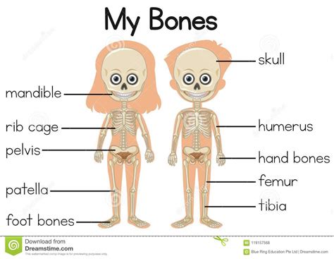 Bones and muscles homework help | skeleton and muscular. My Bones Diagram With Two Children Stock Vector ...
