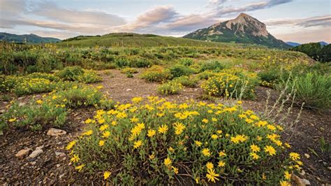 A Guide To Colorados Spectacular Wildflower Season Colorado