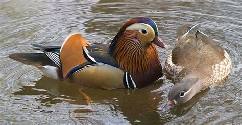 The mandarin duck (aix galericulata), often described as 'the most beautiful duck in the world', was first discovered and logged by swedish botanist, physician and zoologist carl linnaeus in 1758. Mandarin Duck pair | Mandarin duck, Duck, Mandarins
