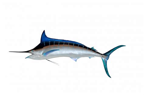 Great Blue Marlin Free Stock Photo Public Domain Pictures