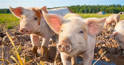 Finishing Strong To Protect Farm Animals In Massachusetts Aspca