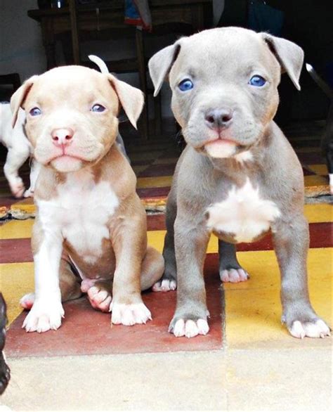 Are you in love with pit bulls now? 20+ Cute Pitbull Dog Puppies | FallinPets