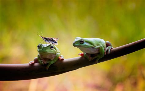 Two Green Frogs Animals Nature Wildlife Frog Hd Wallpaper