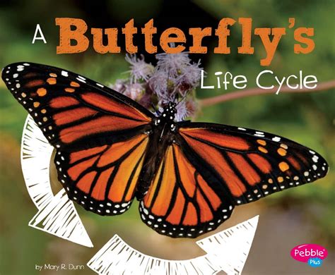 21 Butterfly Life Cycle Books For Kids Around The Kampfire