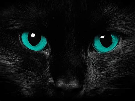 Black Cat With Turquoise Eyes 壁纸 And 背景 1600x1200 Id173794