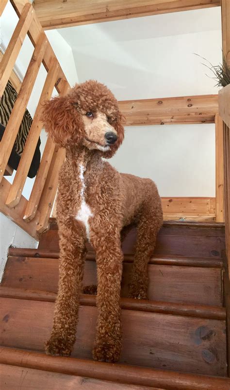 Standard Poodle 9 Months Old Storm I Love Dogs Puppy Love Cute Dogs