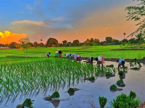 Rice Paddy Crop Cultivation Notes Useful For All Agriculture Exam