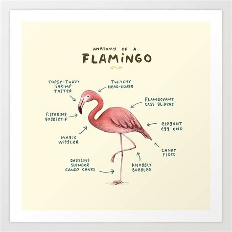 Anatomy Of A Flamingo Art Print By Sophie Corrigan Society6